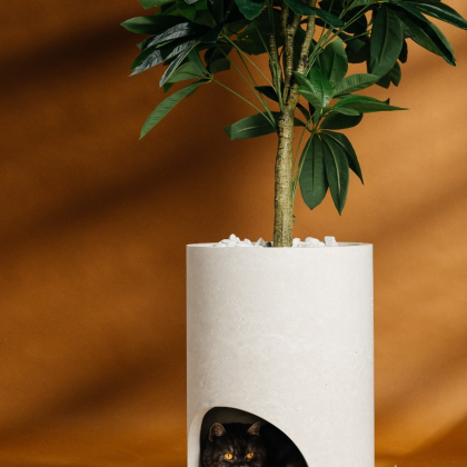 GATTO VERDE
